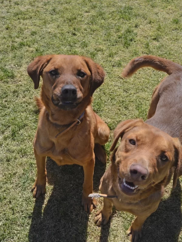 actividades-para-perros-en-khan