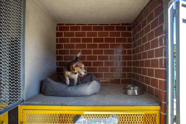 guardería-para-perros-en-khan
