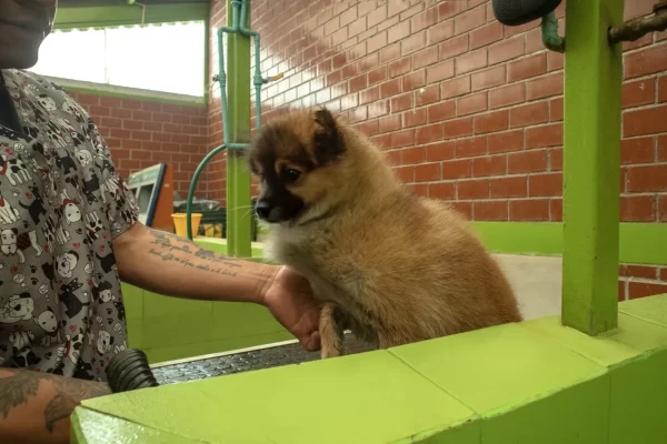 residencia-canina-en-khan