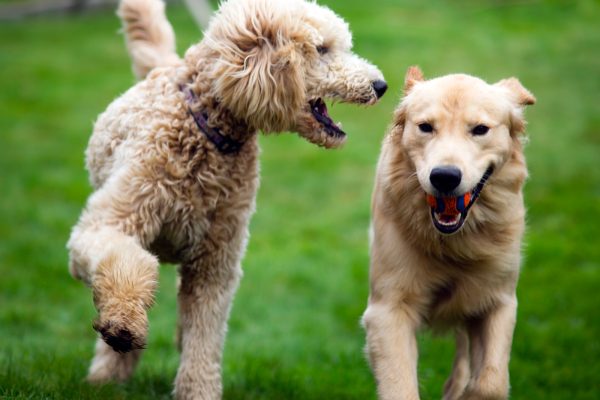 happy-golden-retreiver-dog-with-poodle-playing-PCABTBY.jpg